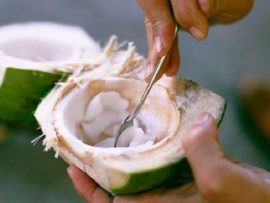 Giải đáp: Ăn cùi dừa có béo không? Lợi ích của cùi dừa đối với sức khỏe